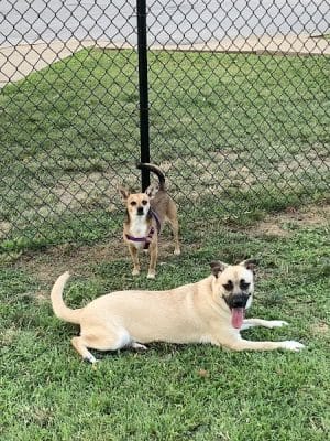 Earthborn Holistic Dog Park