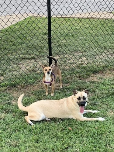 Earthborn Holistic Dog Park