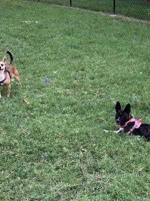 Earthborn Holistic Dog Park