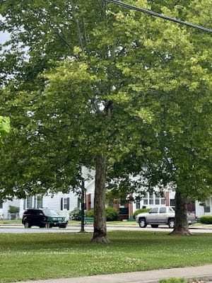 Eleventh Avenue Park