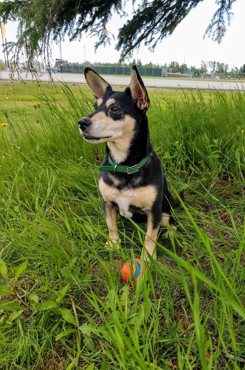 Fairbanks Dog Park 2nd Ave - Fairbanks, AK