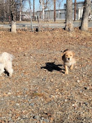 Fairbanks Dog Park 2nd Ave