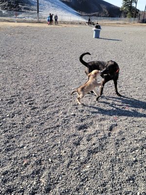 Fairbanks Dog Park 2nd Ave