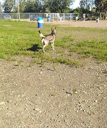 Fairbanks Dog Park 2nd Ave - Fairbanks, AK