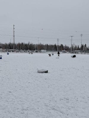 Fairbanks Dog Park 2nd Ave
