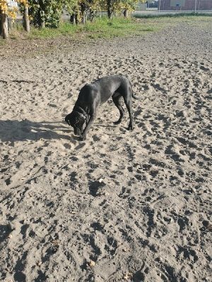 Fairbanks Dog Park 2nd Ave