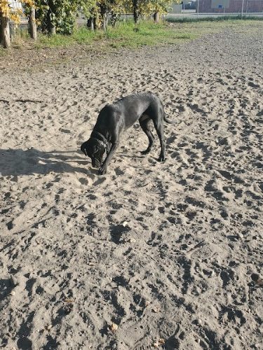 Fairbanks Dog Park 2nd Ave - Fairbanks, AK