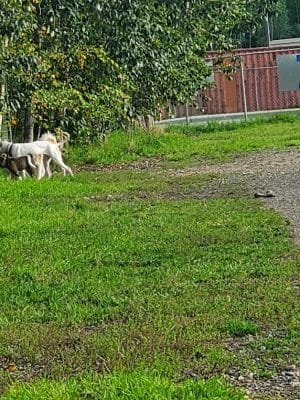 Fairbanks Dog Park 2nd Ave