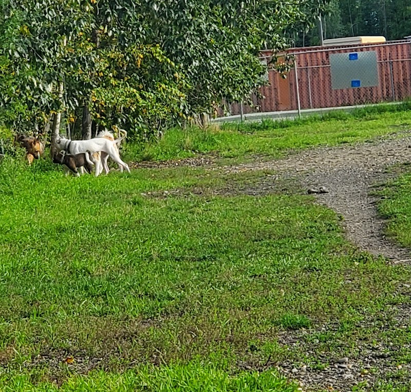 Fairbanks Dog Park 2nd Ave - Fairbanks, AK
