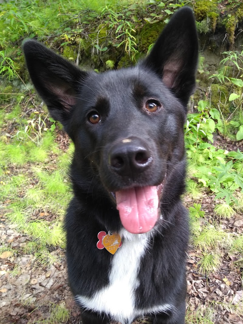 Fairbanks Dog Park 2nd Ave - Fairbanks, AK