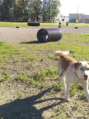 Fairbanks Dog Park 2nd Ave