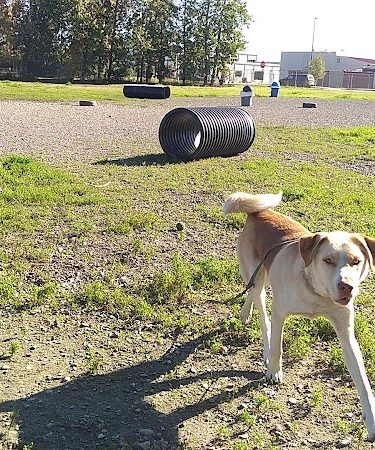 Fairbanks Dog Park 2nd Ave - Fairbanks, AK