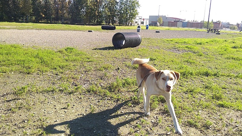 Fairbanks Dog Park 2nd Ave - Fairbanks, AK