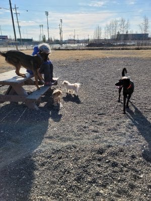 Fairbanks Dog Park 2nd Ave