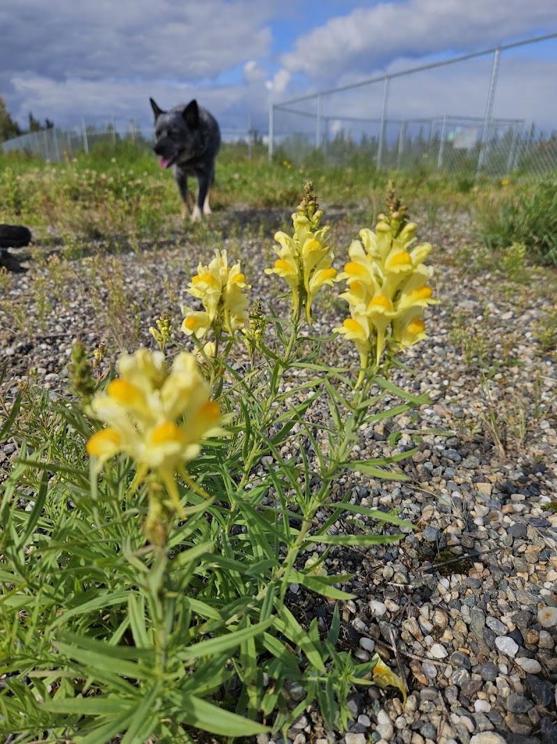 Fairbanks Dog Park Davis Rd - Fairbanks, AK