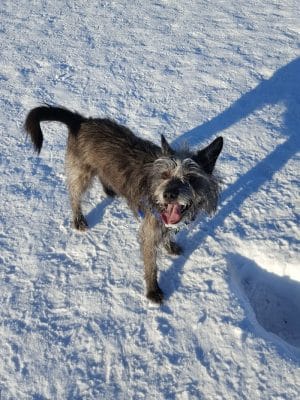 Fairbanks Dog Park Davis Rd