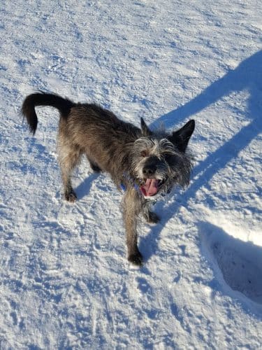 Fairbanks Dog Park Davis Rd