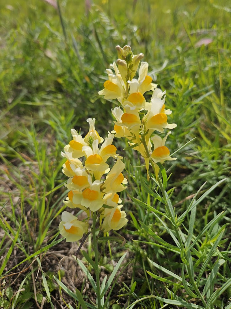Fairbanks Dog Park Davis Rd - Fairbanks, AK