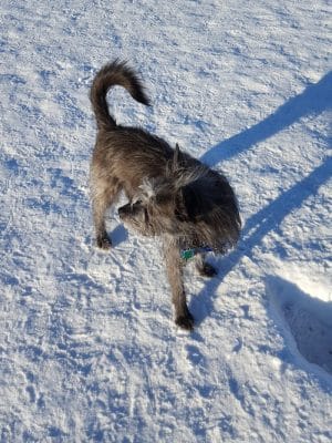 Fairbanks Dog Park Davis Rd