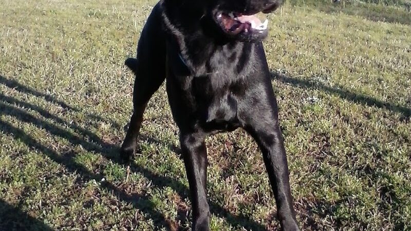 Fairfield Bay Dog Park - Fairfield Bay, AR