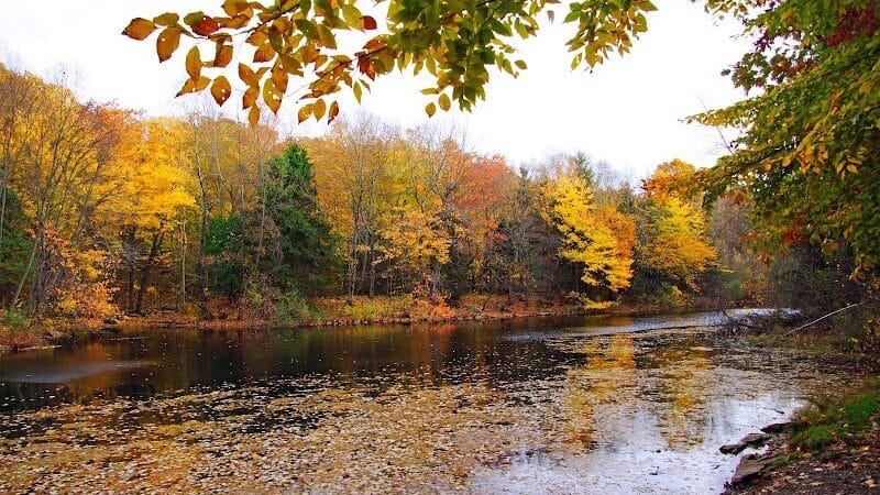 Brett Woods Open Space - Fairfield, CT