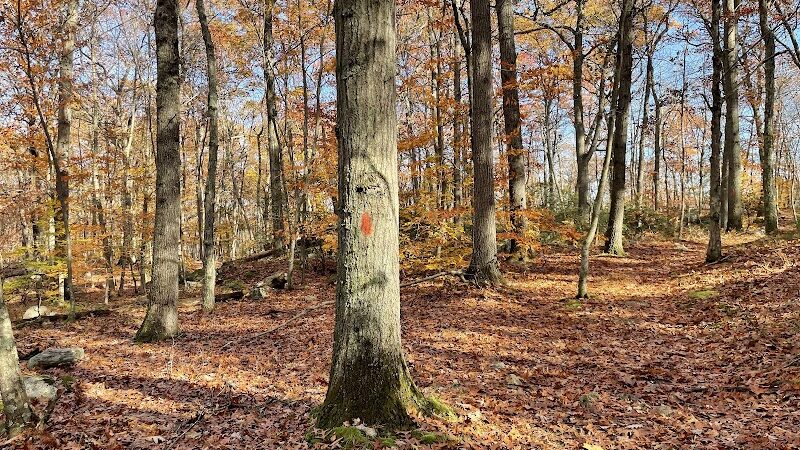 Brett Woods Open Space - Fairfield, CT