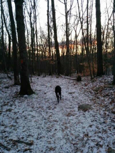 Brett Woods Open Space - Fairfield, CT