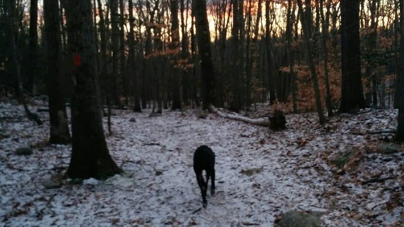 Brett Woods Open Space - Fairfield, CT