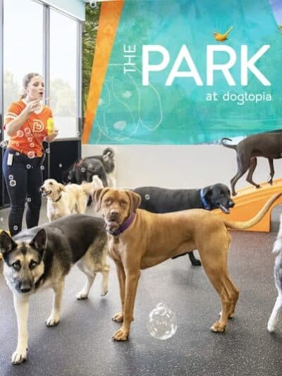 Dogtopia of Fairfield - Fairfield, CT