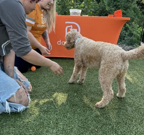 Dogtopia of Fairfield - Fairfield, CT