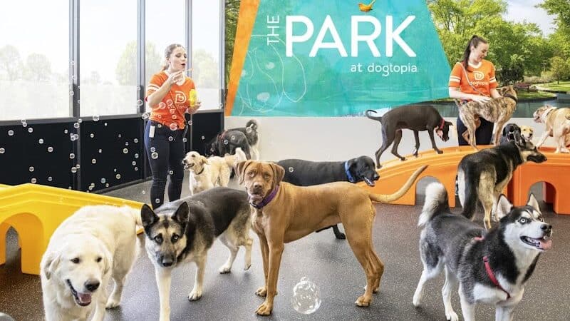 Dogtopia of Fairfield - Fairfield, CT