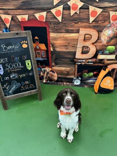 Dogtopia of Fairfield - Fairfield, CT