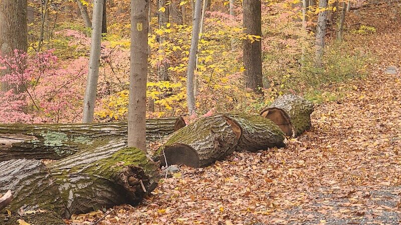 Grace Richardson Conservation Area - Fairfield, CT