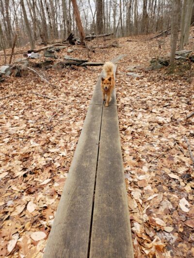 Grace Richardson Conservation Area - Fairfield, CT