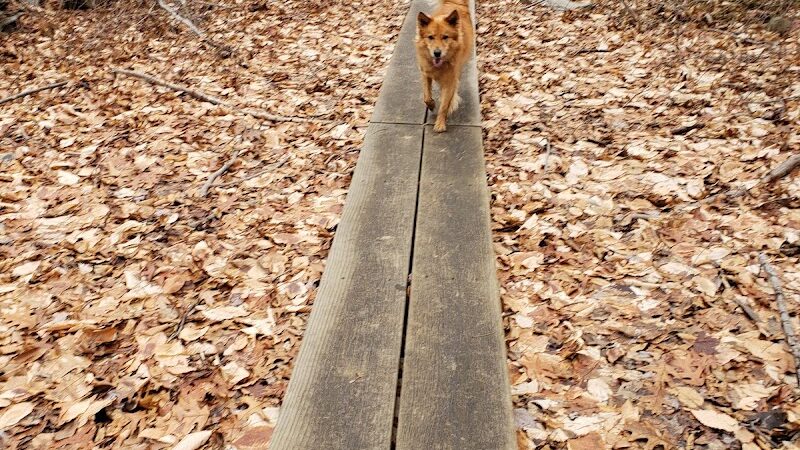 Grace Richardson Conservation Area - Fairfield, CT