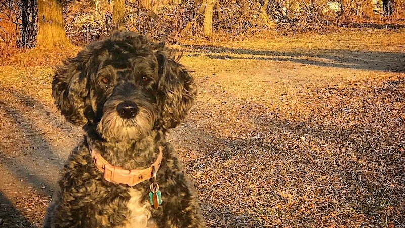 I Sit. I Stay. Dog Walking and Pet Sitting - Fairfield, CT