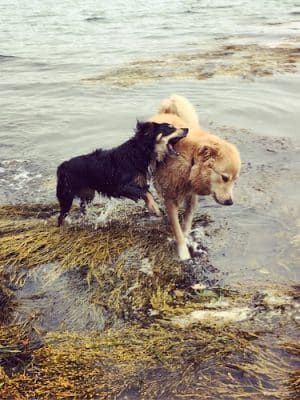Mackworth Island State Park