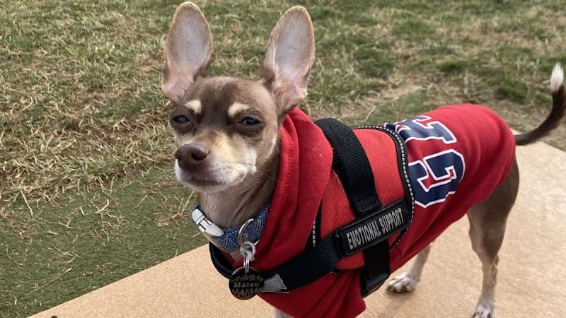 Dog Park - Farmington, MO