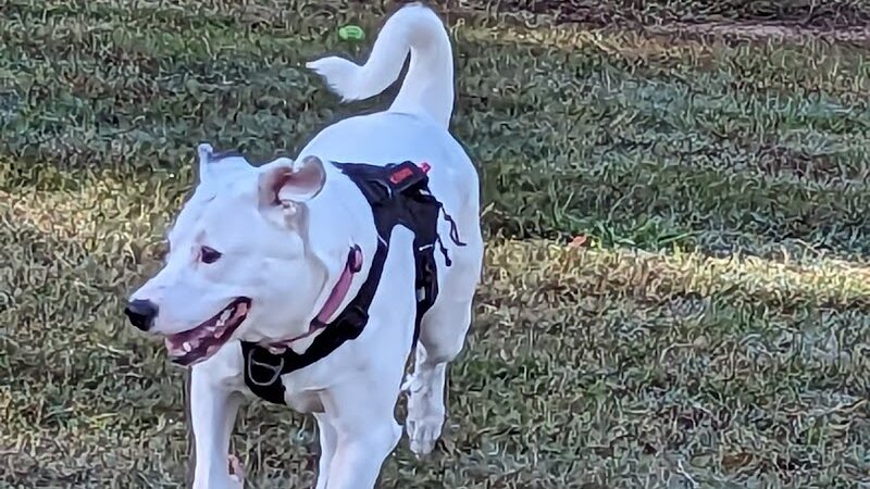 Bailey Lake Dog Park - Fayetteville, NC