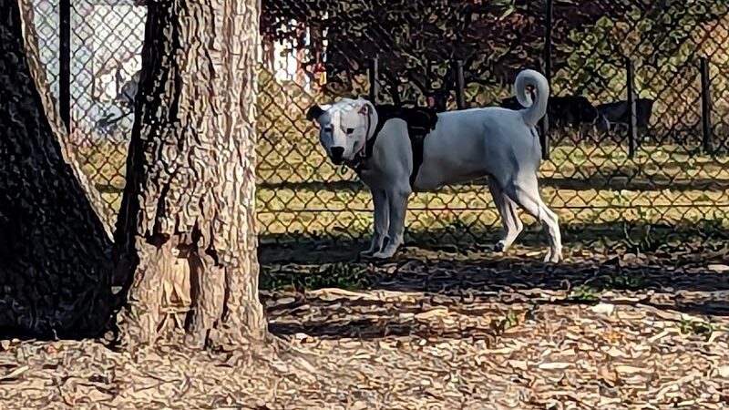 Bailey Lake Dog Park - Fayetteville, NC