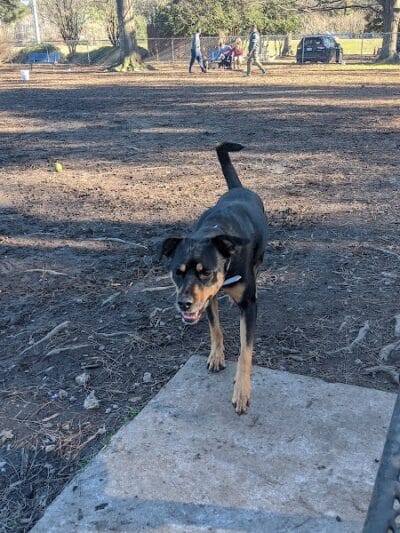 Riverside Dog Park - Fayetteville, NC