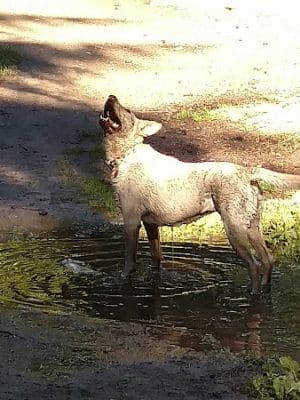 French Lake Off-Leash Dog Park