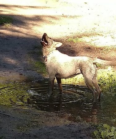French Lake Off-Leash Dog Park