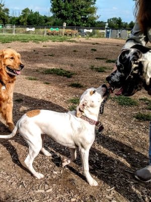Thompson Road Regional Dog Park