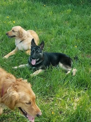 Thompson Road Regional Dog Park