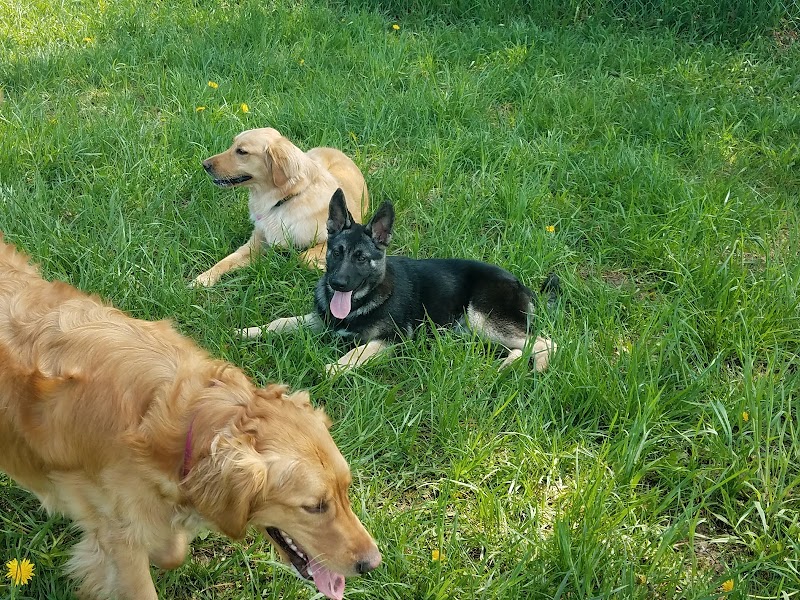 Thompson Road Regional Dog Park - Fenton, MI