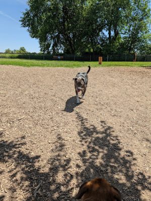 Thompson Road Regional Dog Park