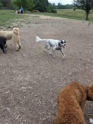 Thompson Road Regional Dog Park