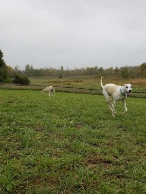 Thompson Road Regional Dog Park