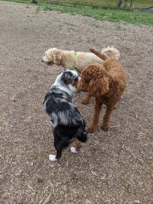 Thompson Road Regional Dog Park